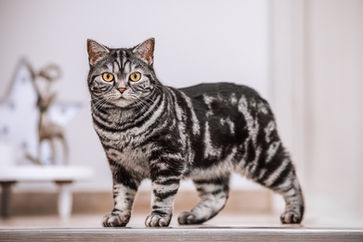 portrait von einer schwarz weissen british kurzhaar katze die am boden steht und mit neugierigen blick in die kamera sieht.