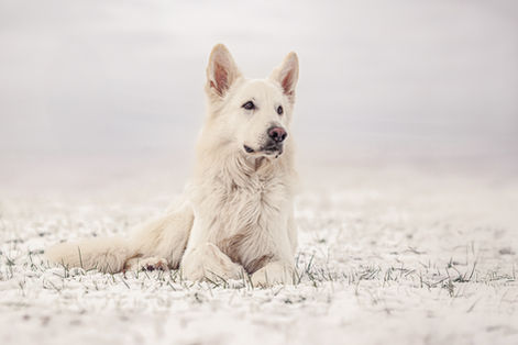 Regenbogenshooting mit weissen Schäferhund im Schnee by BilderRausch Tierfotografie