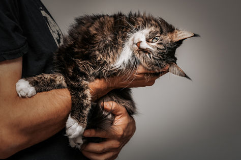Katzenfotografie Maine Coon by BilderRausch Tierfotografie