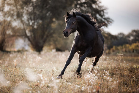 Pferdeportrait Araber by Bilderrausch Tierfotografie