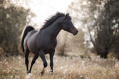 Pferdeportrait Araber by Bilderrausch Tierfotografie