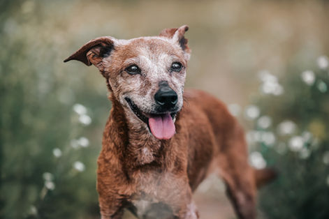 hundeportrait von einen kleinen ergrauten mischlingshund der neugierig blickend zwischen weissen blumen steht