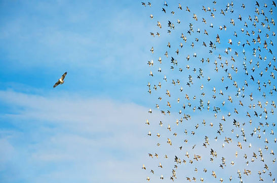 vogel anders.jpg