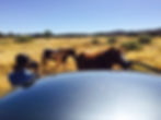 Brumbies meet car