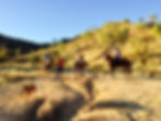 Looking for Brumbies