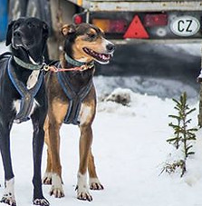 Štěpán + Fifi.jpg