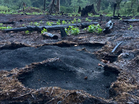 Bassin du Congo : à Watsa, l'agriculture reste le principal moteur de la perte de couverture arborée