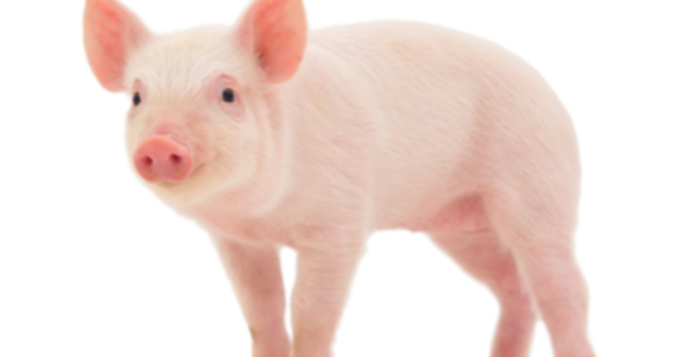 pig-pic-1000x842-d01acf7.png