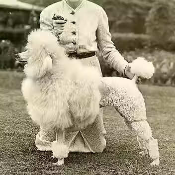 poodle history.avif