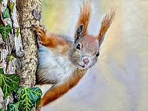 A drawing of a red squirrel popping out from behind a tree trunk with ivy