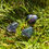 Thumbnail: Puff Hearts 25mm