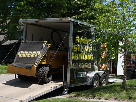 Tree Removal & Trimming