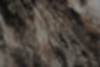 Tree Texture_edited.jpg