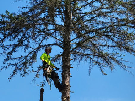 The Benefits of Pruning Your Trees: A Guide for Mid-Michigan Homeowners