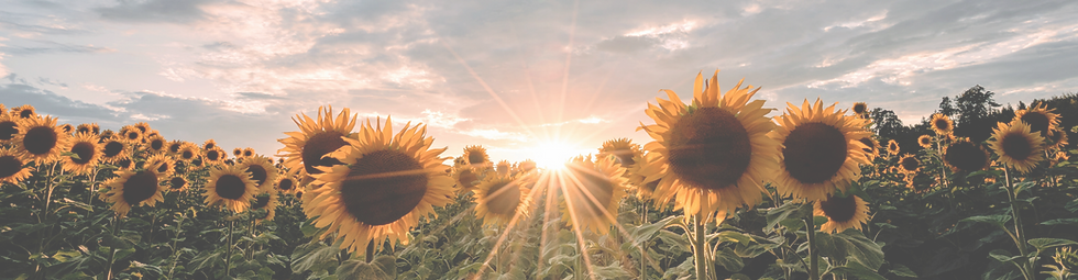 sunflower field during sunset_edited_edi