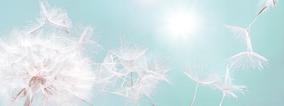 Leichtimleben_SilkeRaasch_Startseite_Pusteblume.jpg