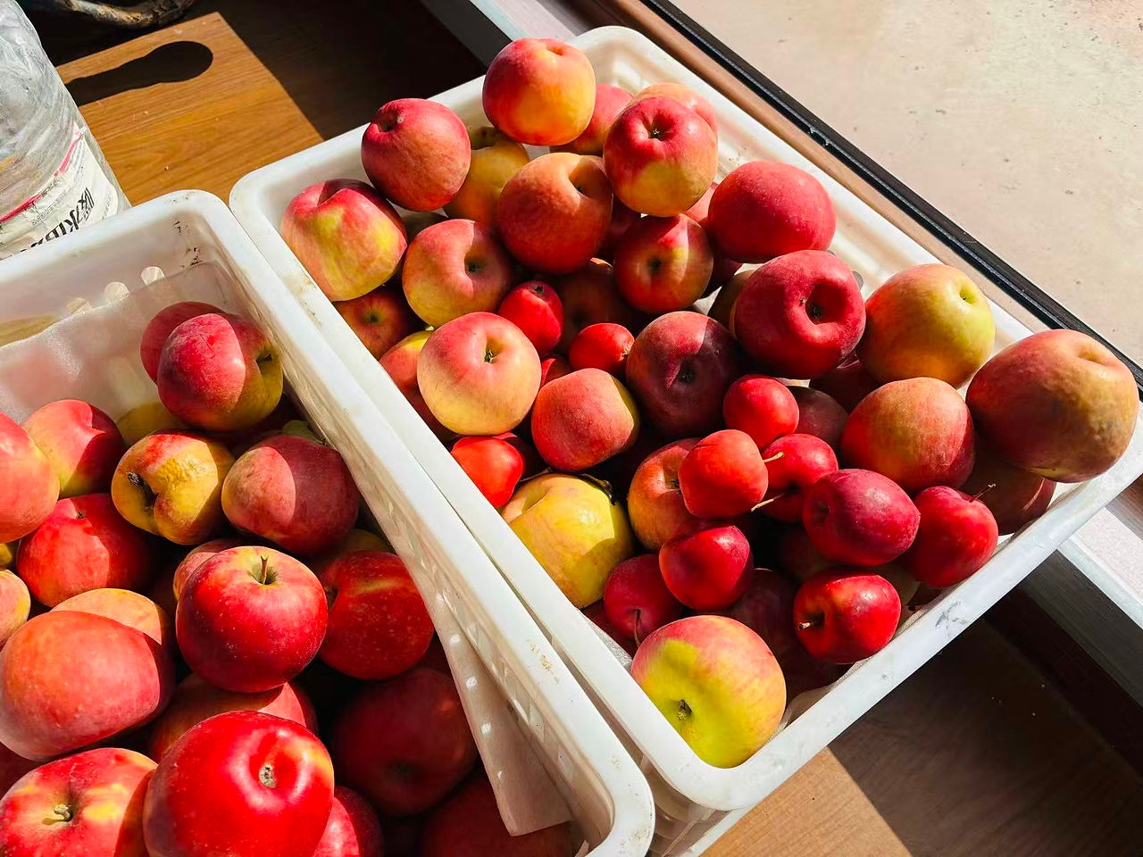 Apple orchard