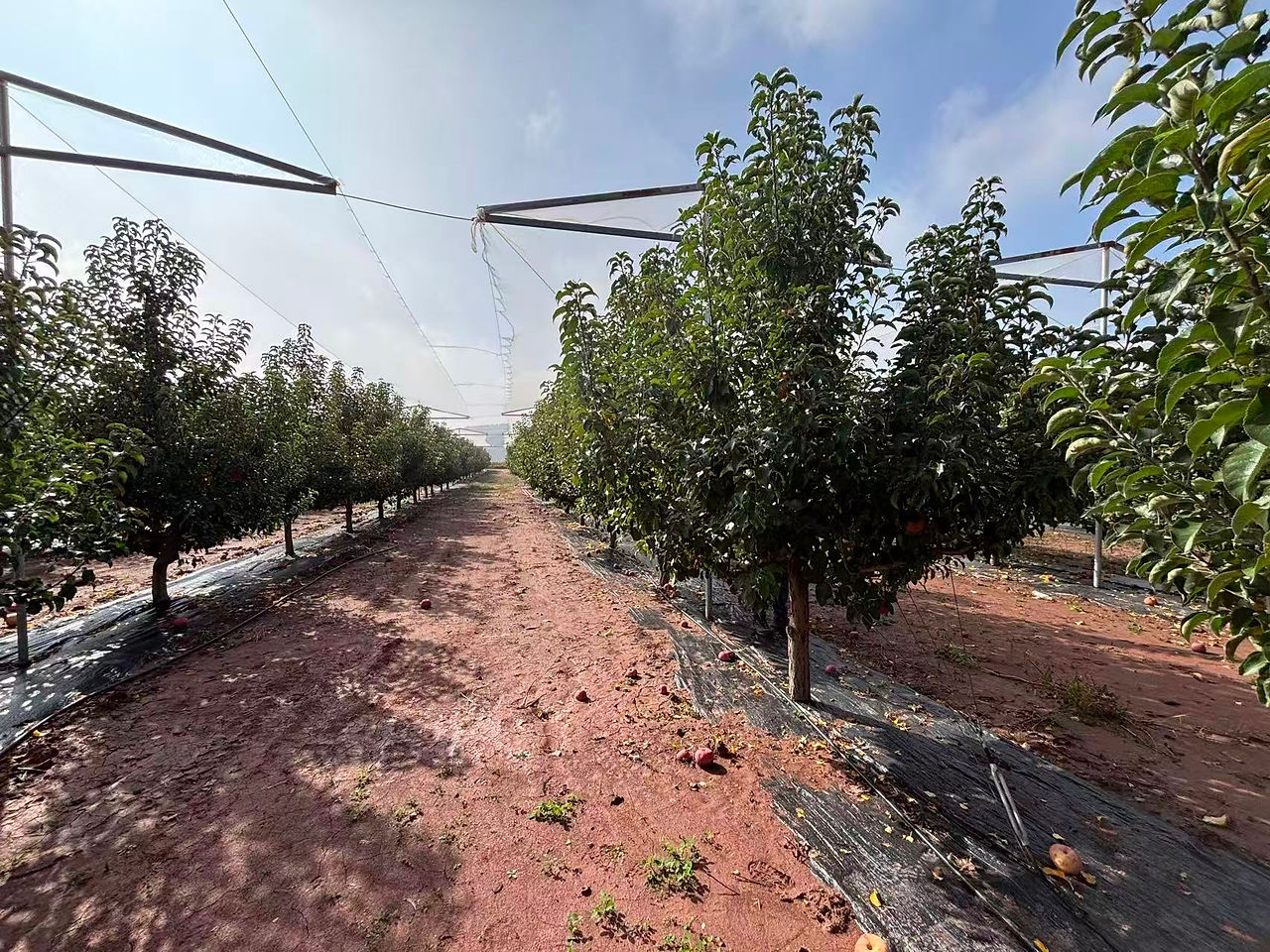 Apple orchard