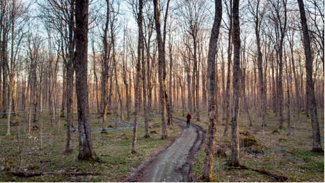 Global business: Canada's maple syrup cartel is so successful it's destroying itself