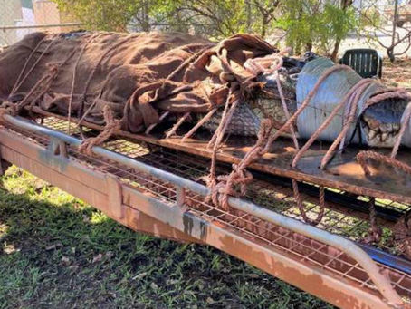Αυστραλία: Επιασαν κροκόδειλο-τέρας μήκους 4,4 μ. σε δημοφιλή τουριστικό προορισμό|BCI GREECE