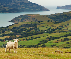 New Zealand
