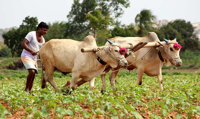 India, Bay Farm Tours (24).png