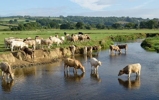 Devon, Bay Farm Tours (13).jpeg