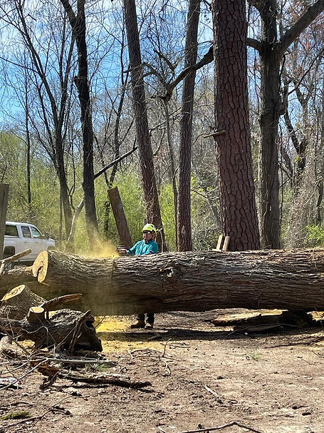 tree services