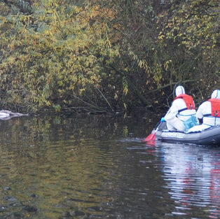 FW Wathlingen: Feuerwehr birgt verendete Schwäne aus Teich