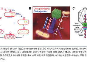 박테리오파지에서의 DNA 포장과 배출 이동 현상:거친 입자 고분자 모델을 이용한 전산 시뮬레이션(2026년 8월호)