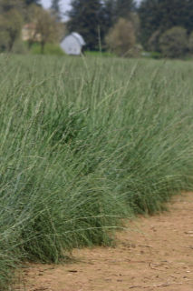 A Pacific Northwest native grass essential for prairie restoration, erosion control, and sustainable landscapes. Roemer’s Fescue is well-adapted to dry, rocky soils and thrives in restoration projects, naturalized plantings, and commercial landscapes in Woodland and Vancouver, WA.