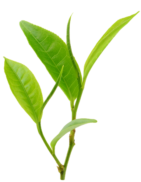 Terrenos Residenciales en Merida Yucatan