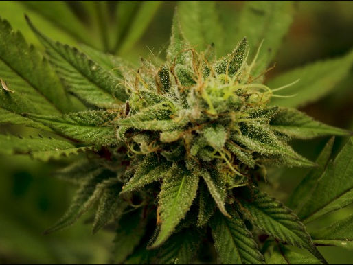 Todo lo que debe saber de la autorización del uso industrial del cannabis en Colombia