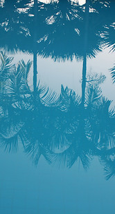 Reflection of Palm Trees