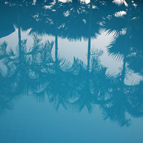 Reflectie van Palm Trees