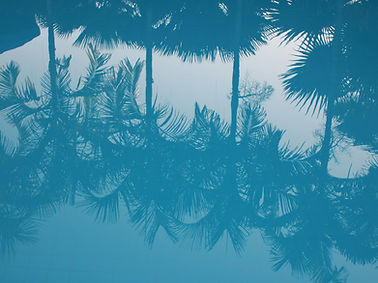Reflection of Palm Trees
