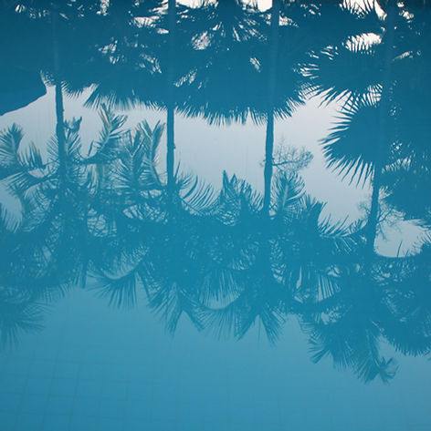 Reflection of Palm Trees