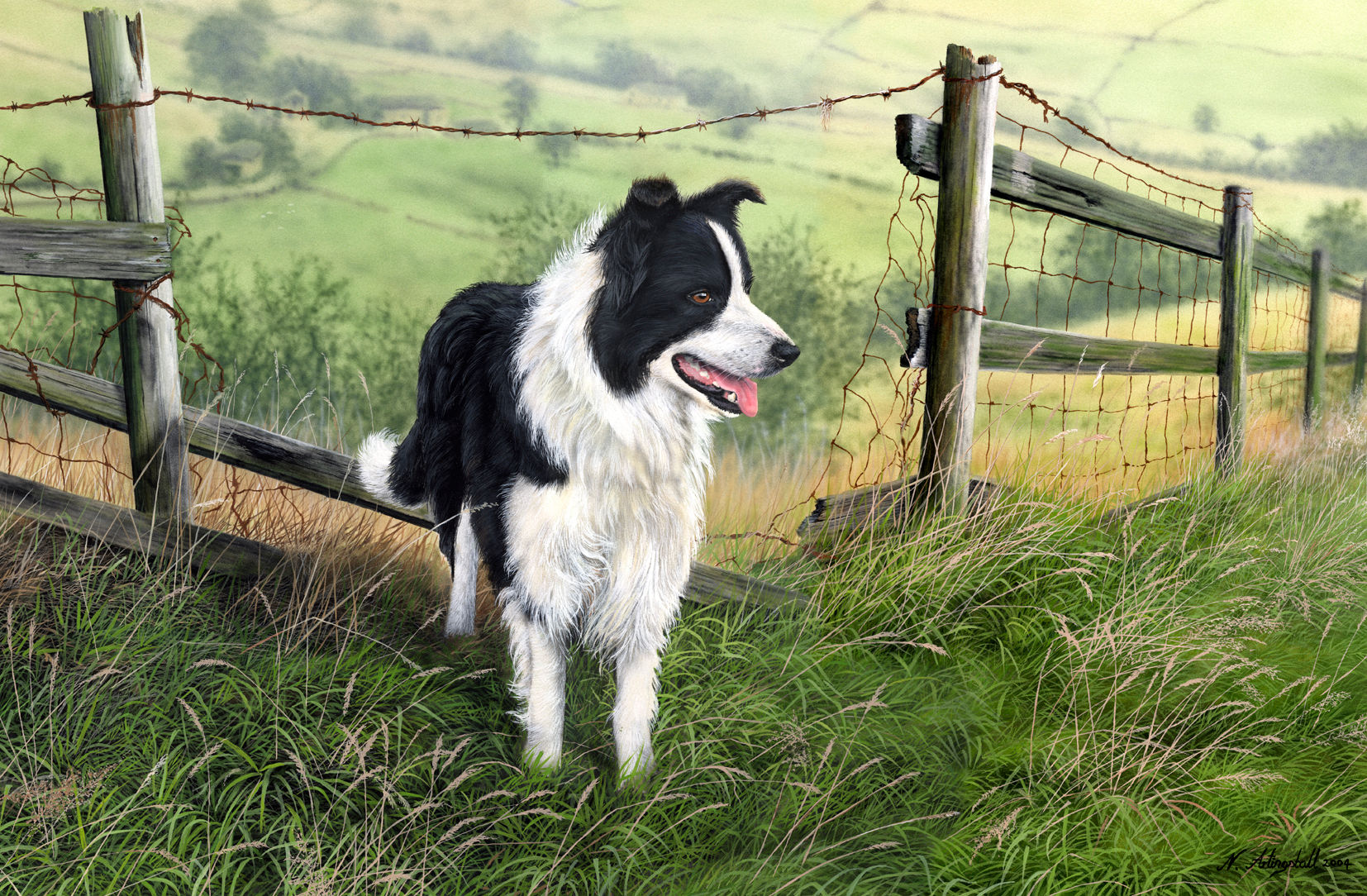 Welsh Sheep Dog, Wales, Nigel Artingstall print