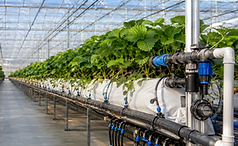 greenhouse irrigation.png