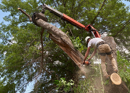 Tree removal specialist taking down a diseased tree in an urban setting.jpg