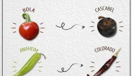 Chilis - Fresh vs. Dried