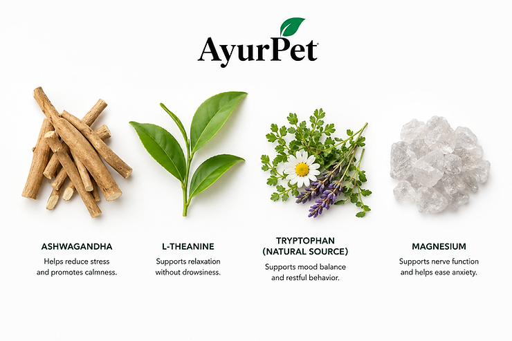 CoolCalm+ ingredients: Ashwagandha, L-Theanine, L-Tryptophan, and Magnesium Glycinate for calming anxious dogs