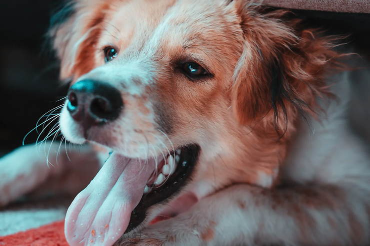 Dog Anxiety | What to do when your dog has a panic attack