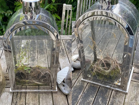 Unintentional Terrariums