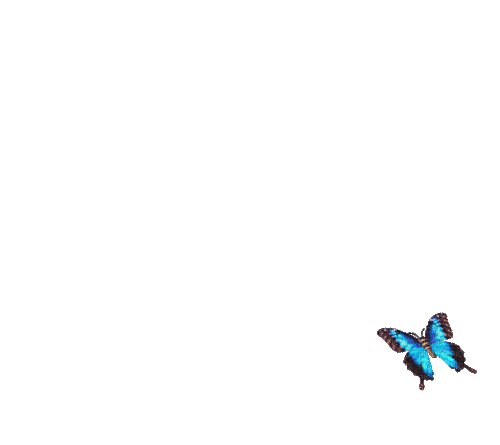butterfly.gif