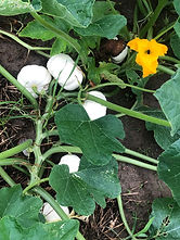 whitepumpkins.jpeg