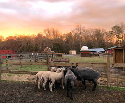LongwoolSheepandFarmSky.jpg