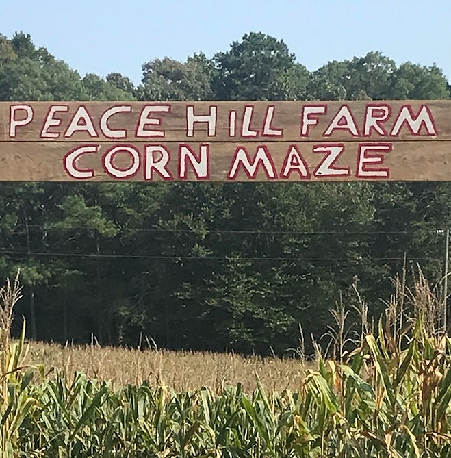 cornmaze.jpeg
