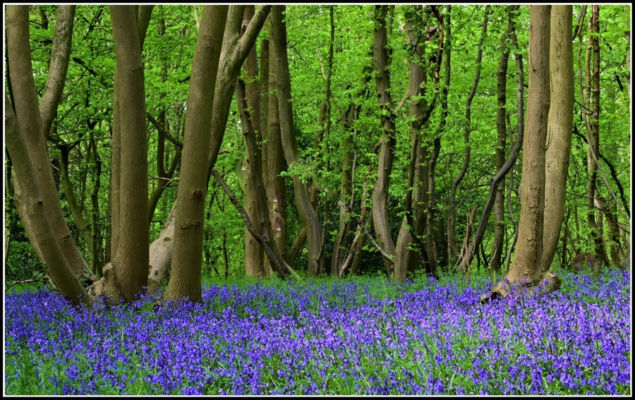 A carpet of blue