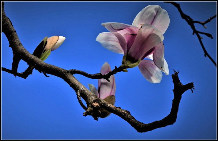 The Beauty of Magnolia